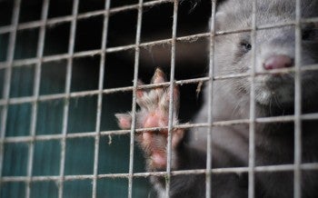 A close up photo of a mink in a dirty cage
